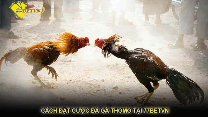 Cách đặt cược đá gà Thomo tại 77betvn