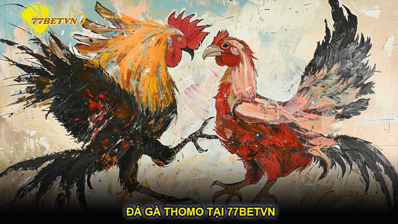 Đá gà Thomo tại 77betvn