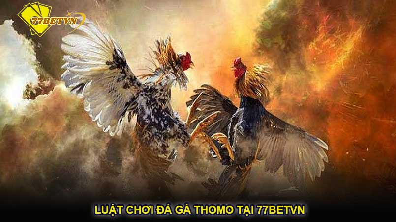 Luật chơi đá gà Thomo tại 77betvn