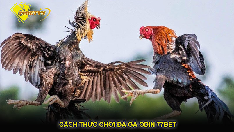 Cách thức chơi đá gà ODIN 77bet