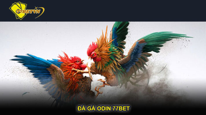 Đá gà ODIN 77bet