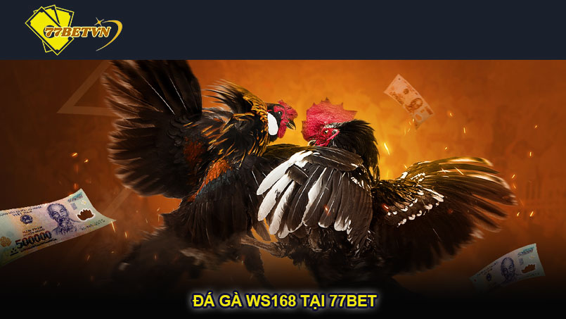 Đá gà WS168 tại 77bet