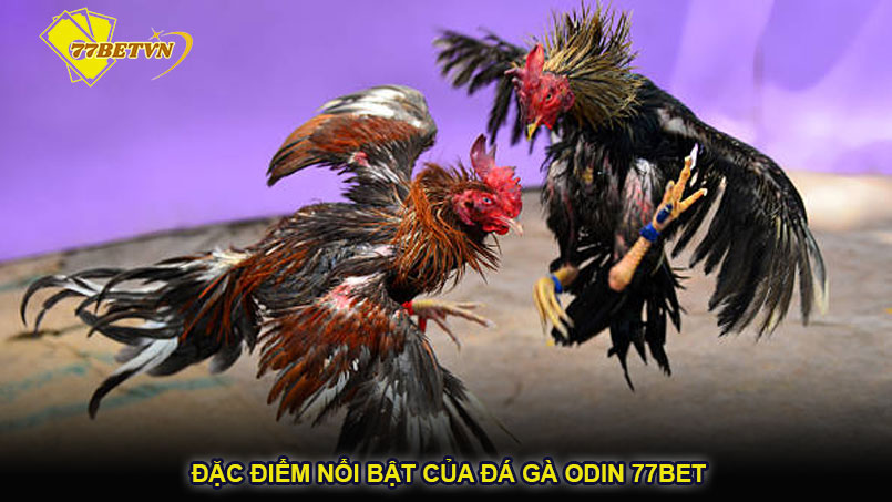 Đặc điểm nổi bật của đá gà ODIN 77bet