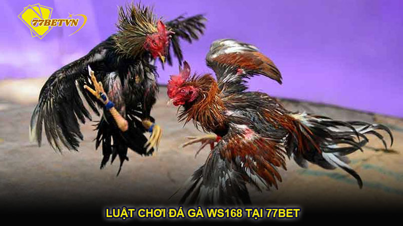 Luật chơi đá gà WS168 tại 77bet