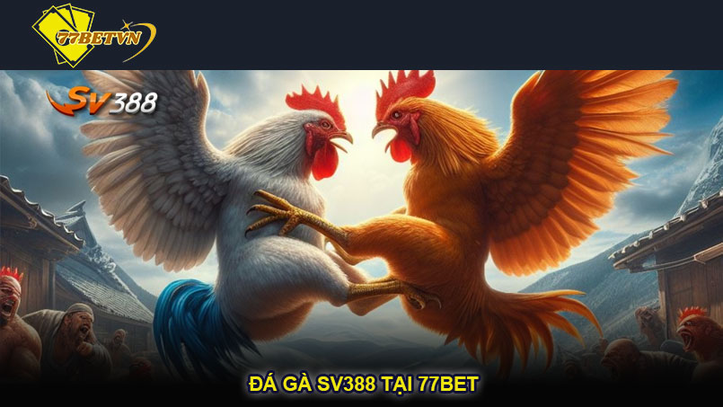 Đá gà SV388 tại 77bet