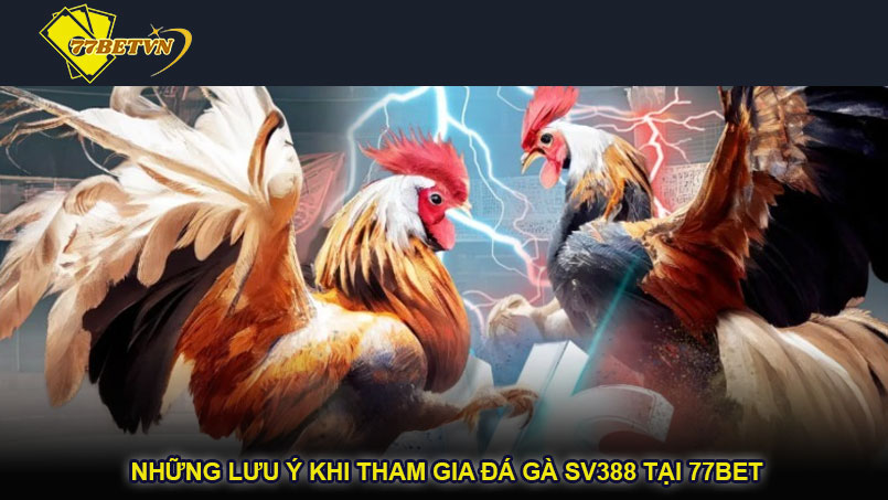 Những lưu ý khi tham gia đá gà SV388 tại 77bet